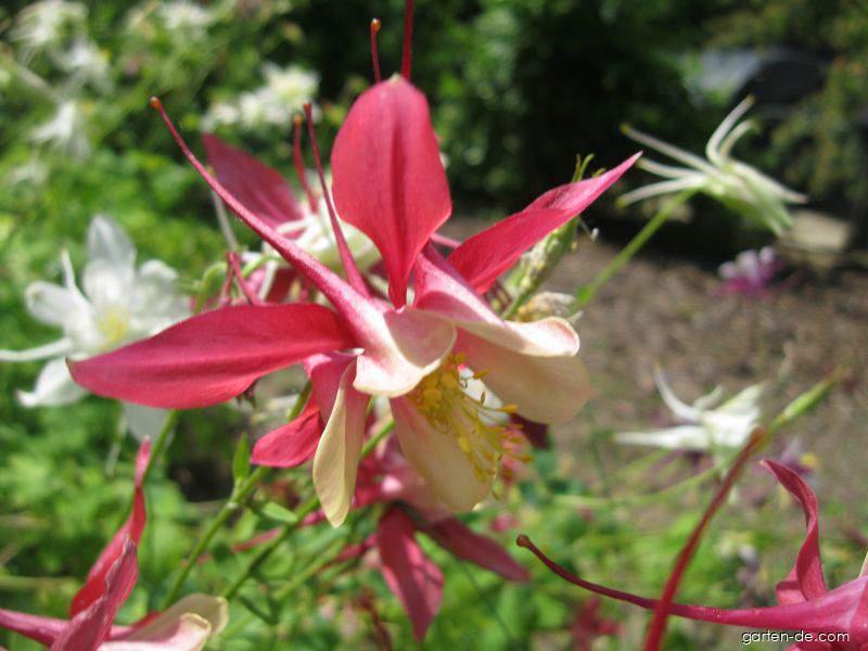 Aquilegia x hybrida Tower Light Pink (Akelei) Aquilegia x hybrida Tower Light Pink (Akelei)