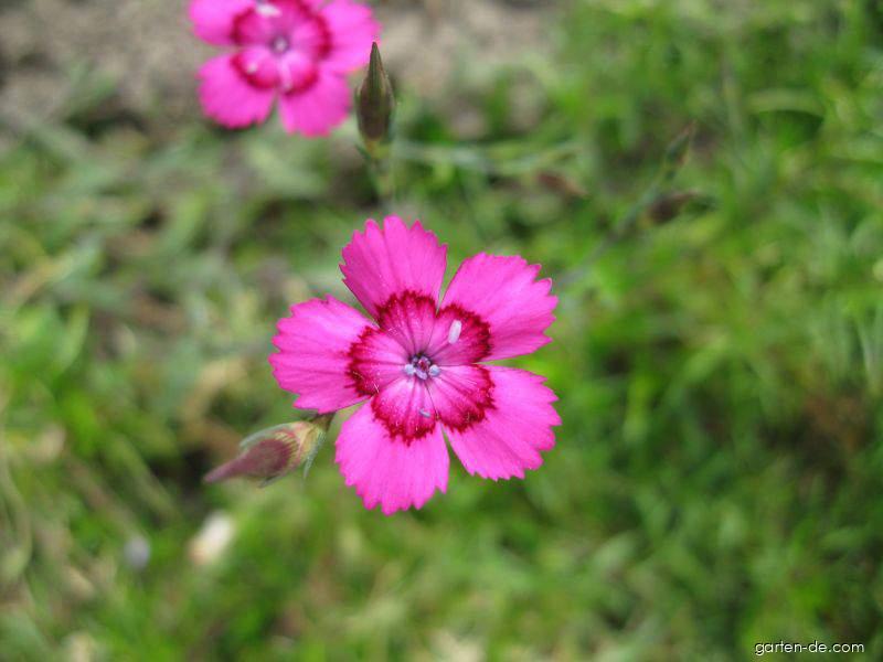 Dianthus deltoides L. (Heidenelke) Dianthus deltoides L. (Heidenelke)