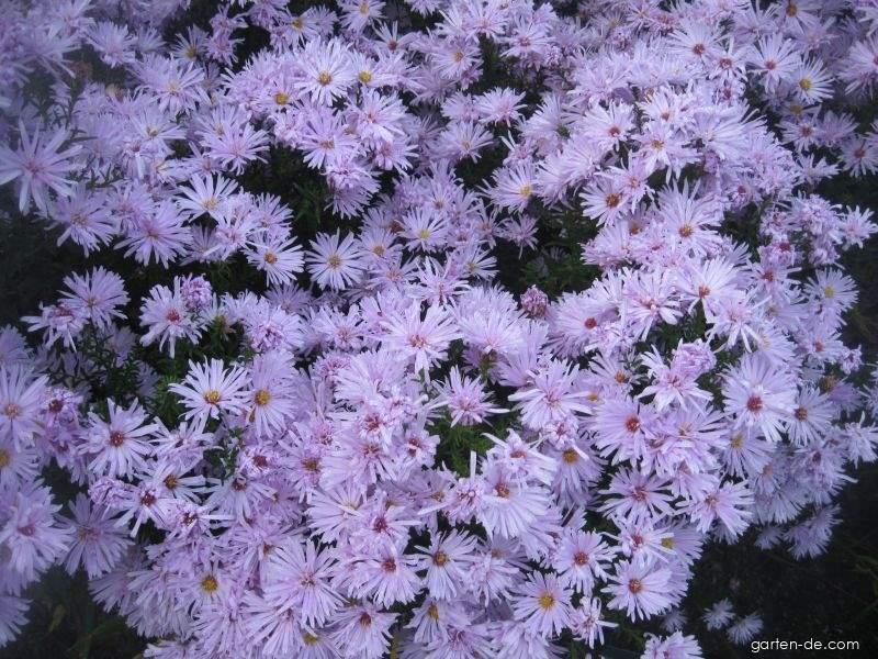 Symphyotrichum novi-belgii Rosenquarz (Glattblatt-Aster) Symphyotrichum novi-belgii Rosenquarz (Glattblatt-Aster)
