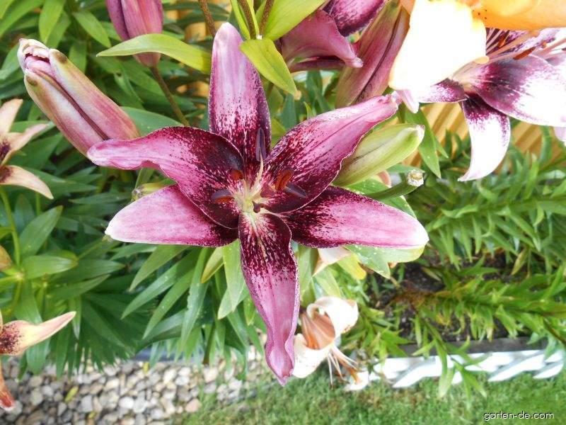 Lilium x hybridum Thesire (Lilie) Lilium x hybridum Thesire (Lilie)