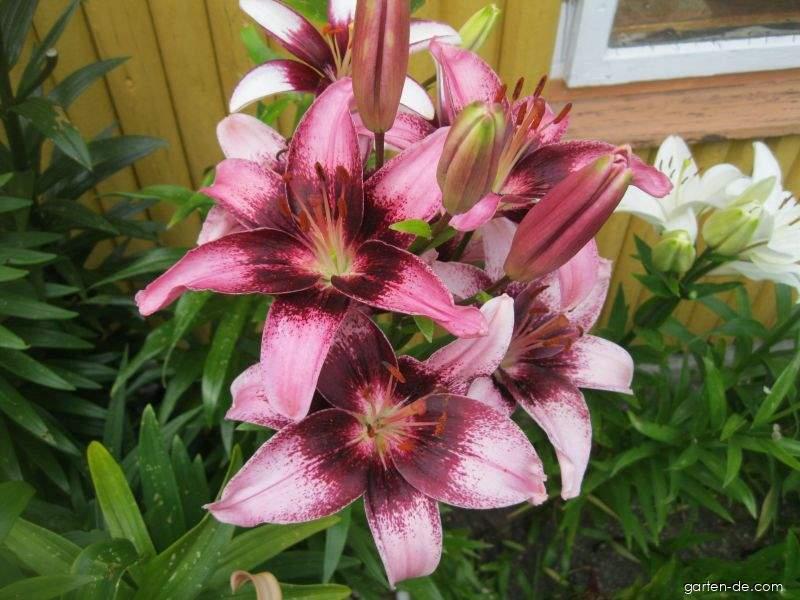 Lilium x hybridum Thesire (Lilie) Lilium x hybridum Thesire (Lilie)