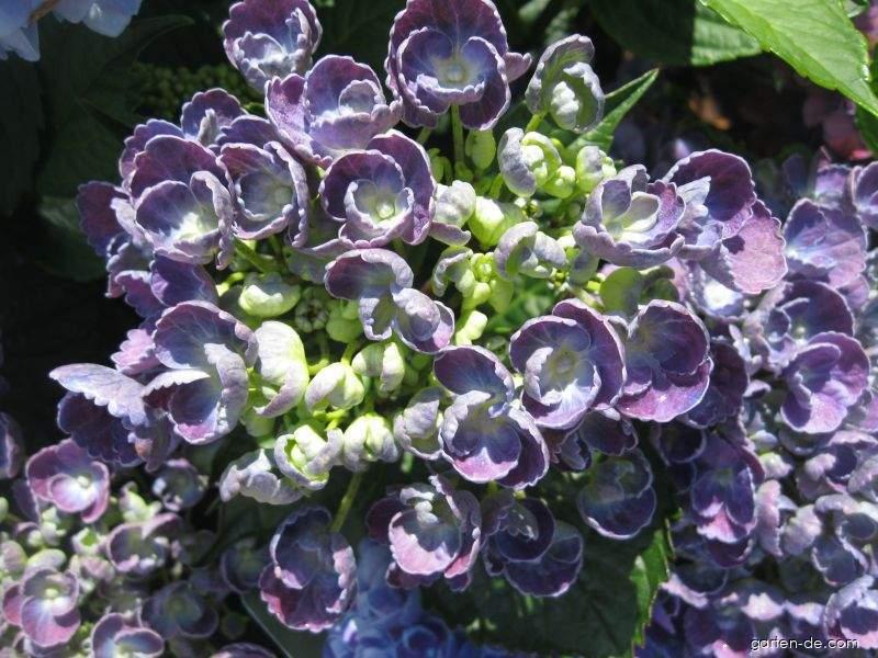 Hydrangea macrophylla Hovaria Hopcorn (Gartenhortensie)