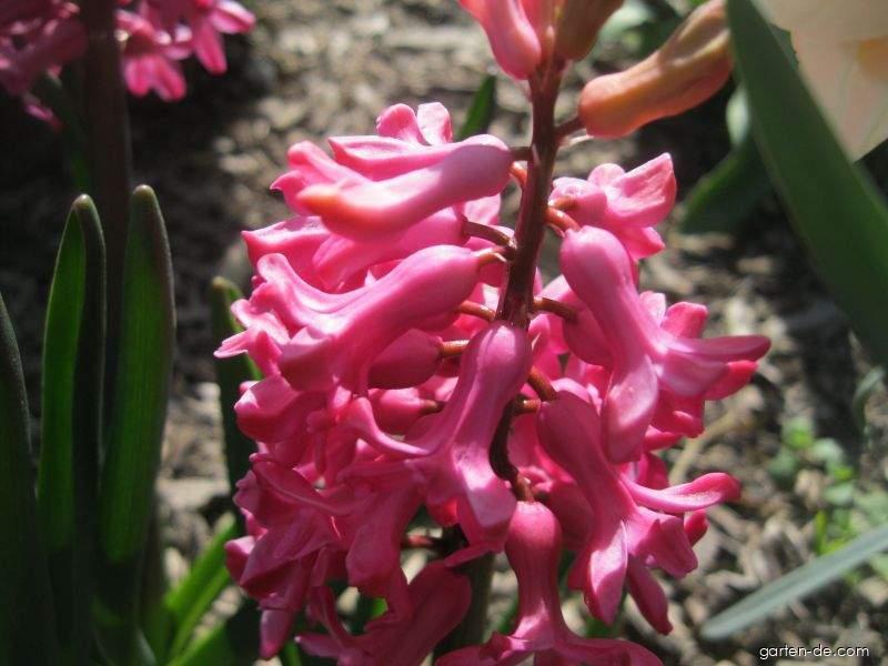 Hyacinthus orientalis Jan Bos (Gartenhyazinthe) Hyacinthus orientalis Jan Bos (Gartenhyazinthe)
