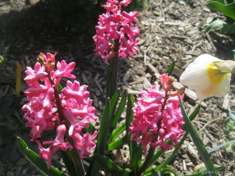 Hyacinthus orientalis Jan Bos (Gartenhyazinthe) Hyacinthus orientalis Jan Bos (Gartenhyazinthe)