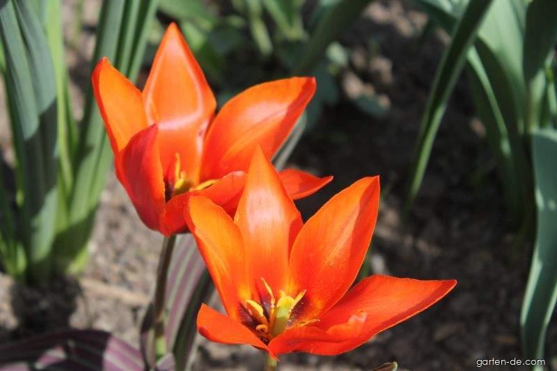 Tulipa greigii Joanne Woodward (Greig-Tulpe) Tulipa greigii Joanne Woodward (Greig-Tulpe)