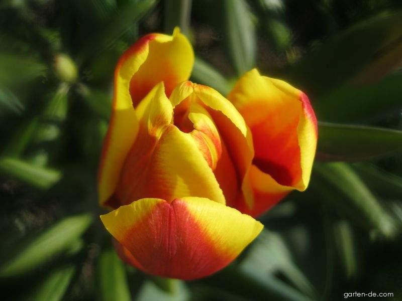 Tulipa Denmark (Tulpe) Tulipa Denmark (Tulpe)