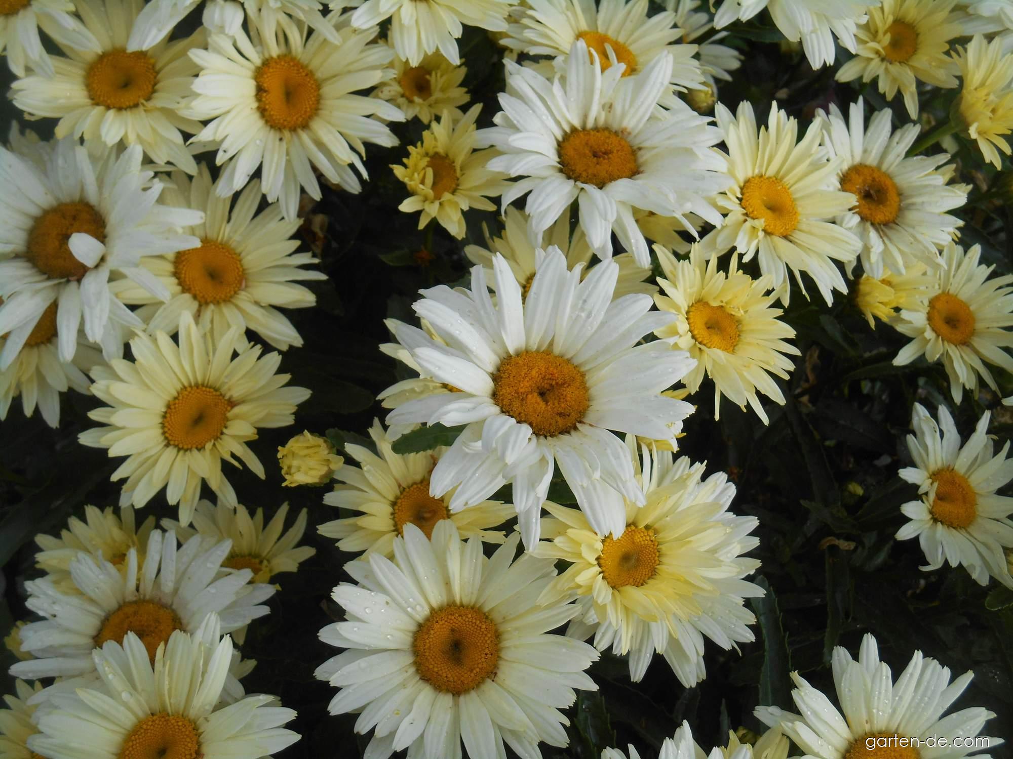 Leucanthemum maximum Broadway Lights (Sommer-Margerite) Leucanthemum maximum Broadway Lights (Sommer-Margerite)