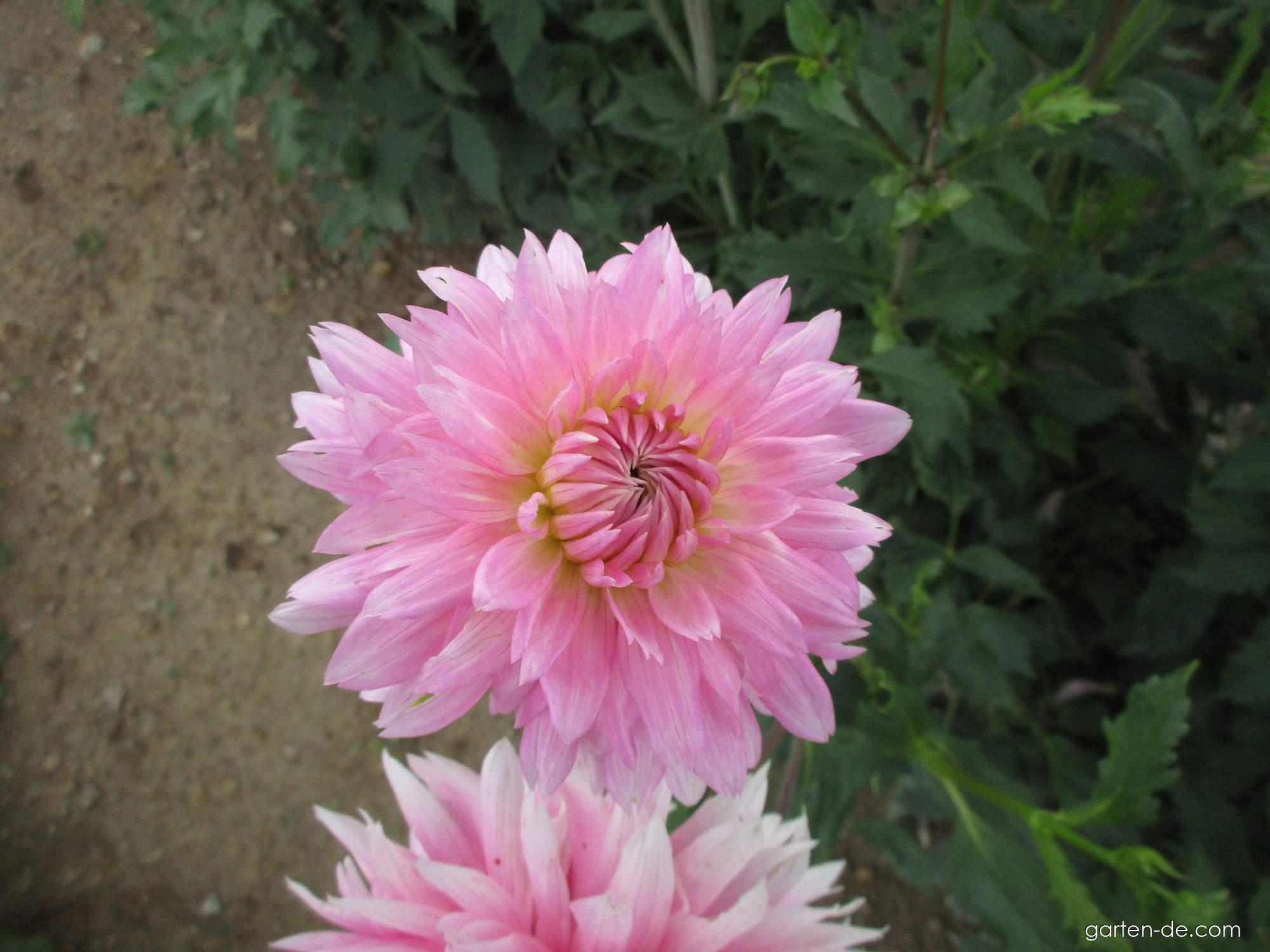 Dahlia Ulf Merbold (Garten-Dahlie) Dahlia Ulf Merbold (Garten-Dahlie)