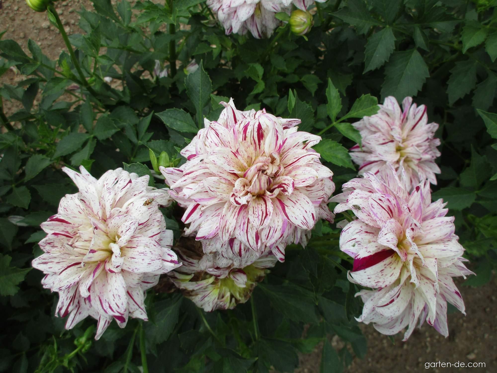 Dahlia Bristol Fleck (Garten-Dahlie) Dahlia Bristol Fleck (Garten-Dahlie)