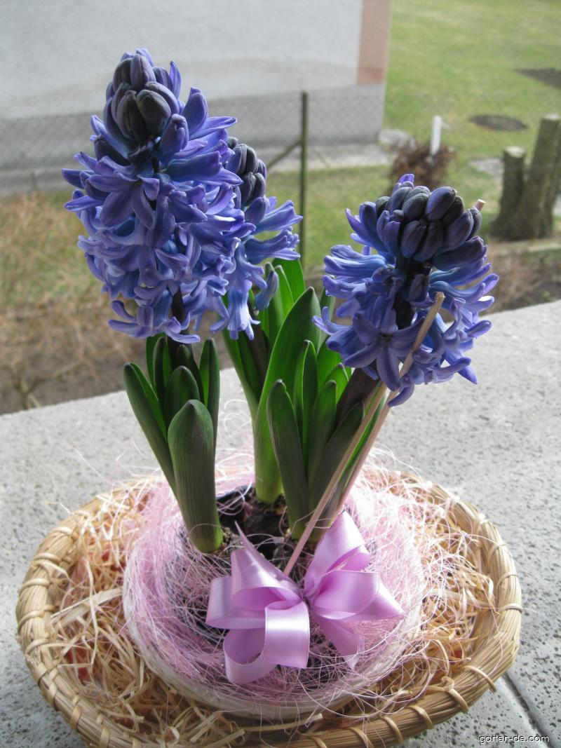 Hyacinthus orientalis L. (Gartenhyazinthe) Hyacinthus orientalis L. (Gartenhyazinthe)