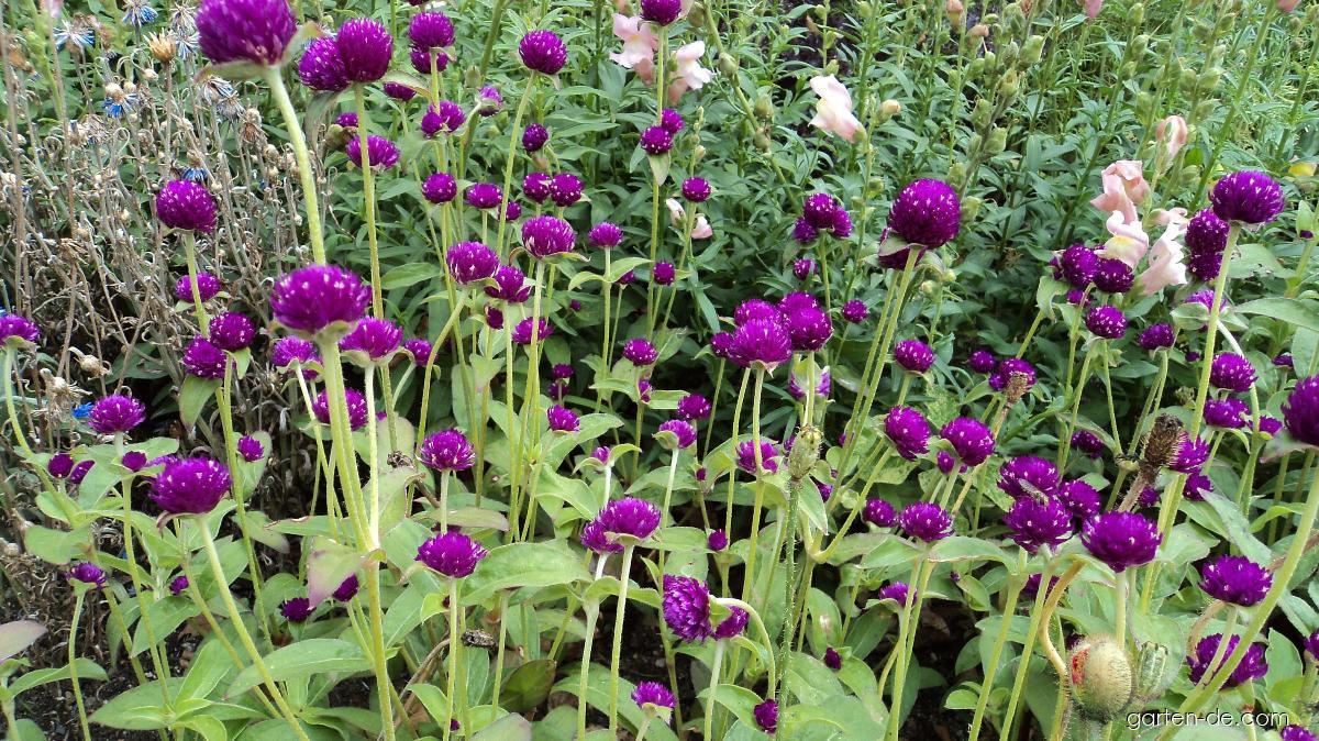 Gomphrena globosa L. (Amarantkugel) Gomphrena globosa L. (Amarantkugel)