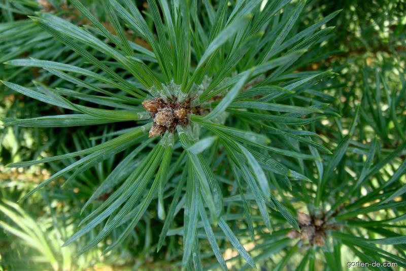 Pinus sylvestris L. (Gemeinde Kiefer) Pinus sylvestris L. (Gemeinde Kiefer)
