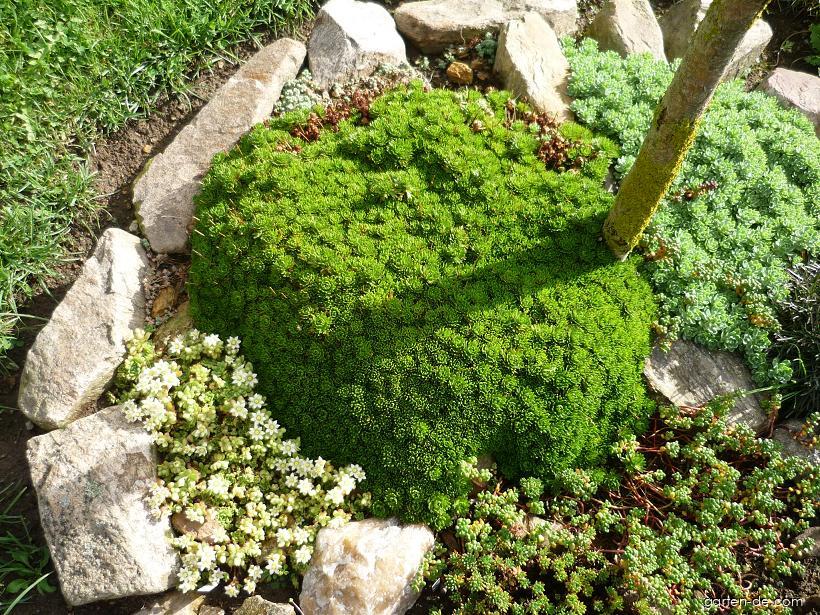 Saxifraga x arendsii Engl. (Moos Steinbrech) Saxifraga x arendsii Engl. (Moos Steinbrech)