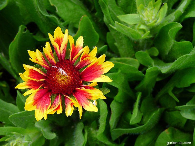 Gaillardia aristata PURSH. (Kokardenblume) Gaillardia aristata PURSH. (Kokardenblume)