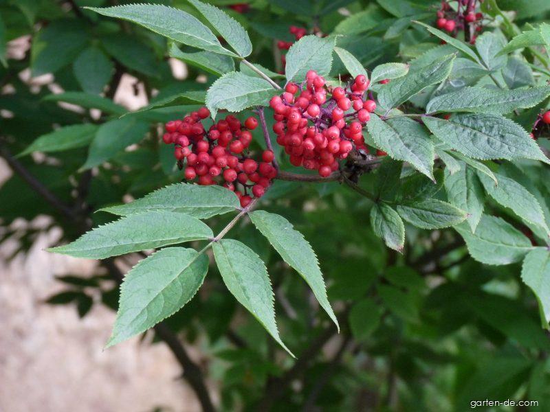 Sambucus racemosa L. (Trauben-Holunder) Sambucus racemosa L. (Trauben-Holunder)