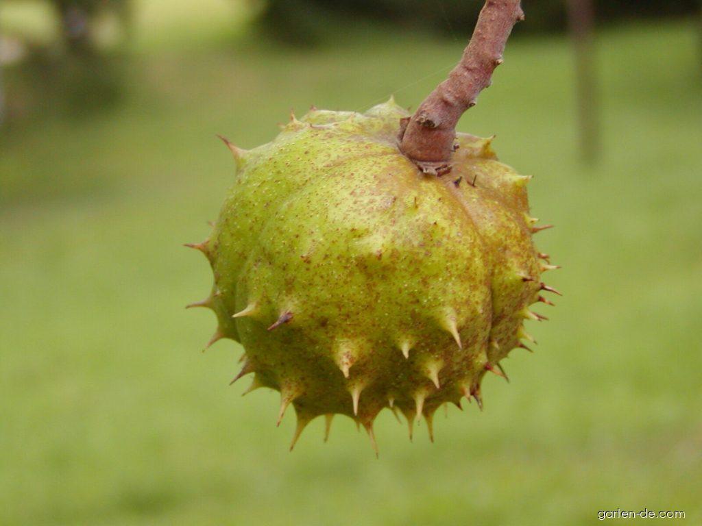 Aesculus hippocastanum L. (Gemeine Rosskastanie) Aesculus hippocastanum L. (Gemeine Rosskastanie)