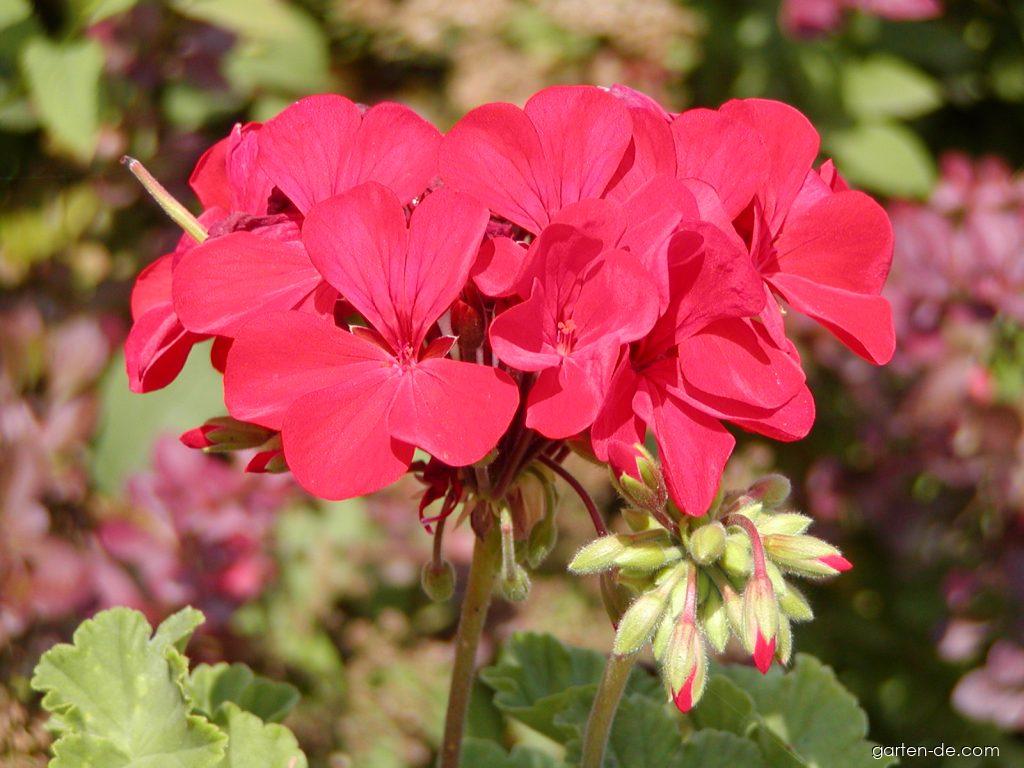 Pelargonium zonale (Pelargonie) Pelargonium zonale (Pelargonie)
