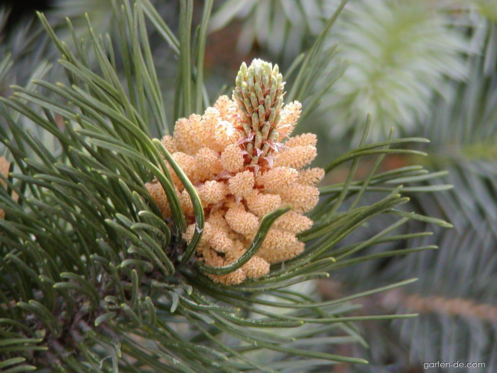 Pinus sylvestris L. (Gemeinde Kiefer) Pinus sylvestris L. (Gemeinde Kiefer)