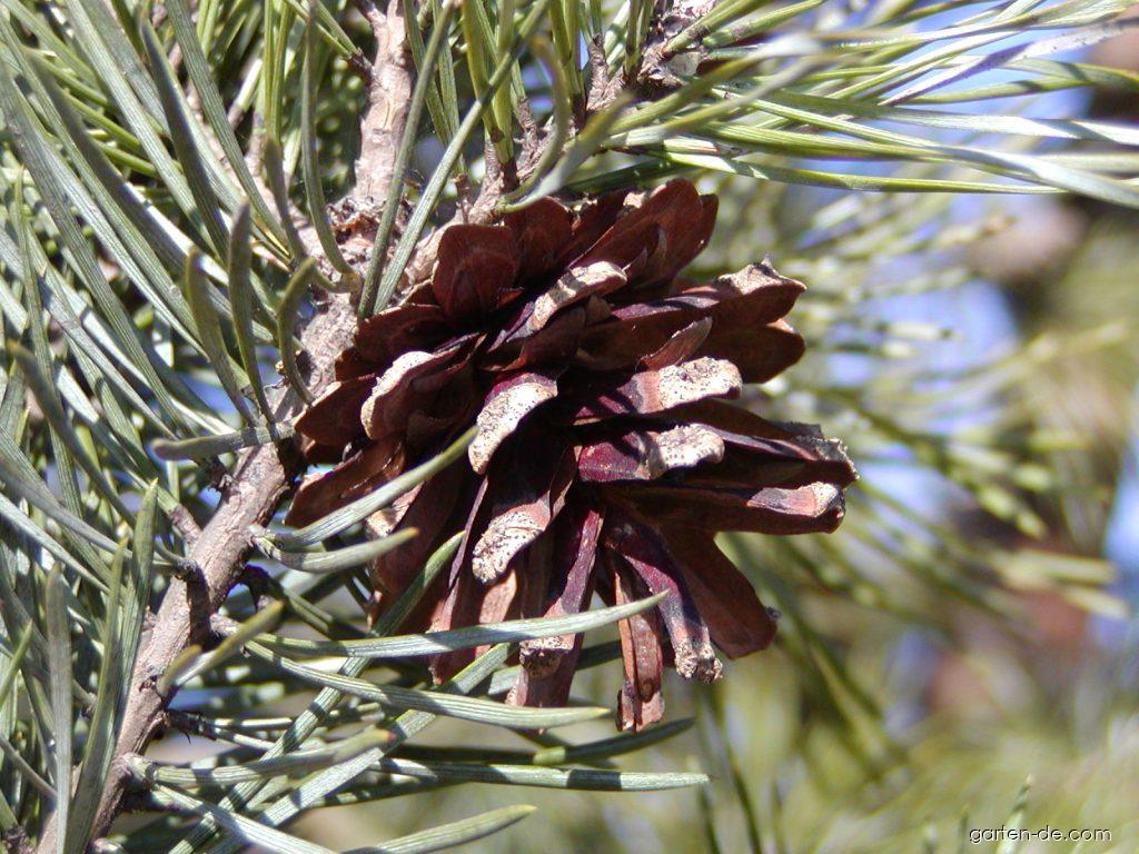 Pinus sylvestris L. (Gemeinde Kiefer) Pinus sylvestris L. (Gemeinde Kiefer)