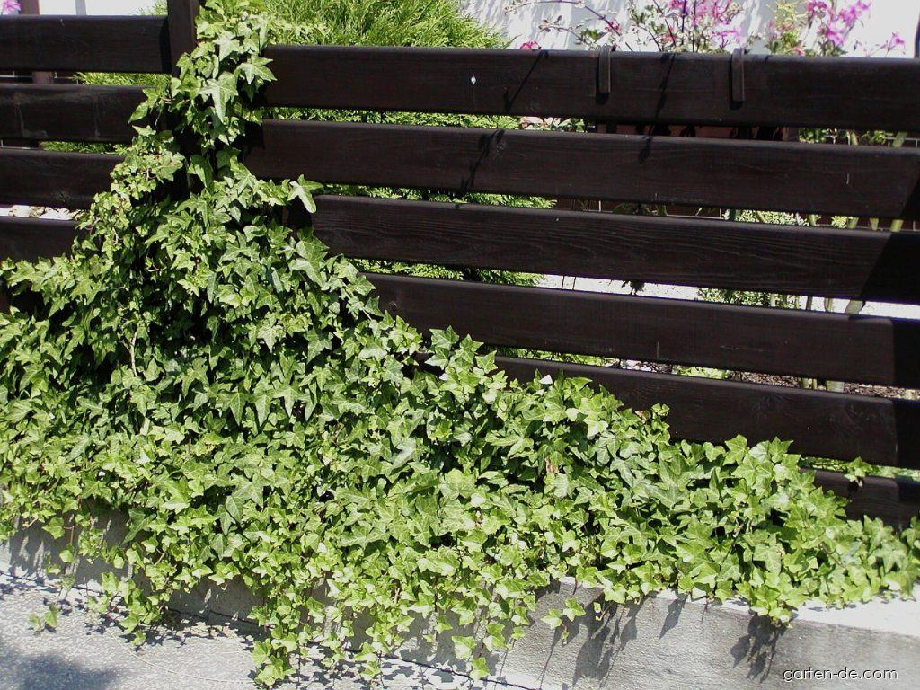 Hedera helix L. (Efeu) Hedera helix L. (Efeu)