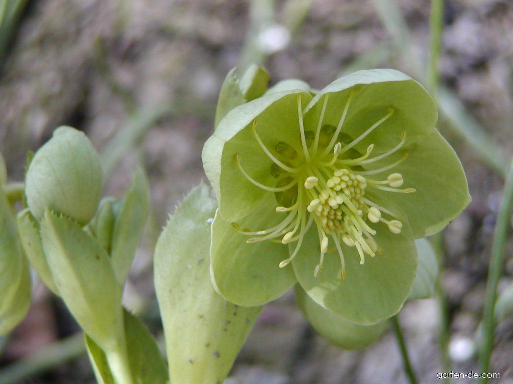 Helleborus argutifolius Viv. (Korsische Nieswurz) Helleborus argutifolius Viv. (Korsische Nieswurz)