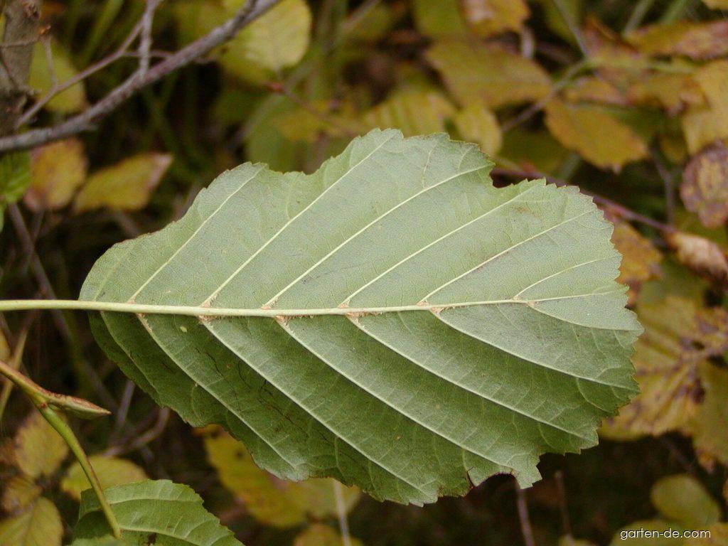 Alnus glutinosa (L.) GAERTN. (Schwarzerle) Alnus glutinosa (L.) GAERTN. (Schwarzerle)