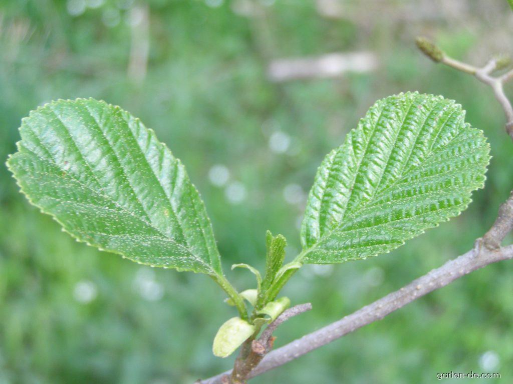 Alnus glutinosa (L.) GAERTN. (Schwarzerle) Alnus glutinosa (L.) GAERTN. (Schwarzerle)