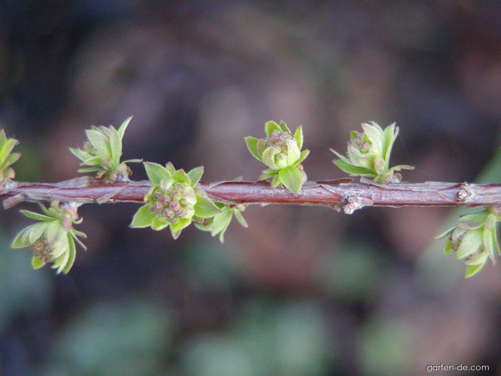 Spiraea x cinerea Grefsheim ZAB. (Brautspiere) Spiraea x cinerea Grefsheim ZAB. (Brautspiere)