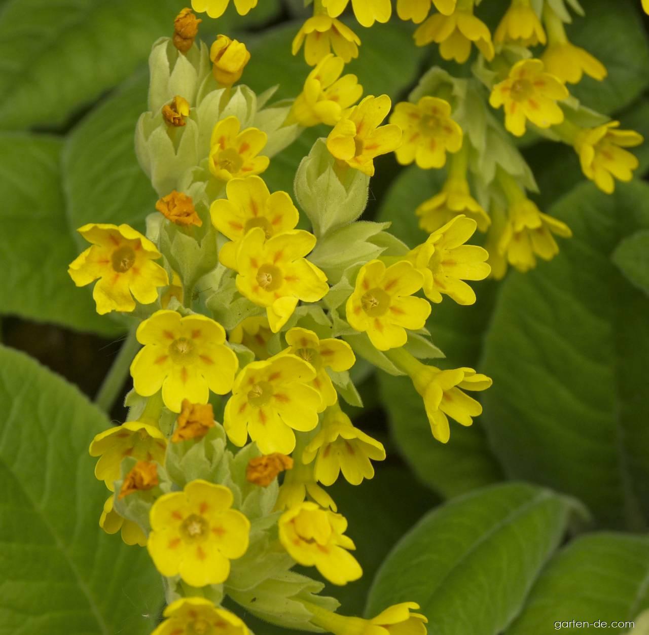 Primula veris L. (Wiesen-Schlüsselblume) Primula veris L. (Wiesen-Schlüsselblume)