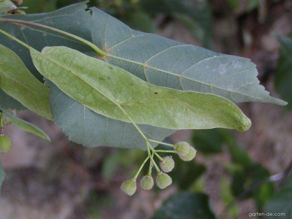 Tilia cordata Mill. (Winterlinde) Tilia cordata Mill. (Winterlinde)