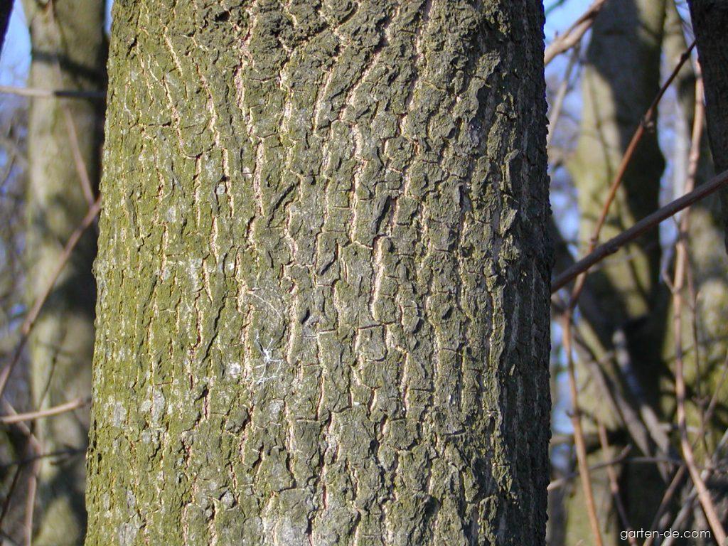 Photos Feldahorn - Borke oder Rinde 1 | Garten-de.com
