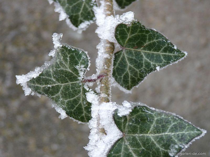 Hedera helix L. (Efeu) Hedera helix L. (Efeu)