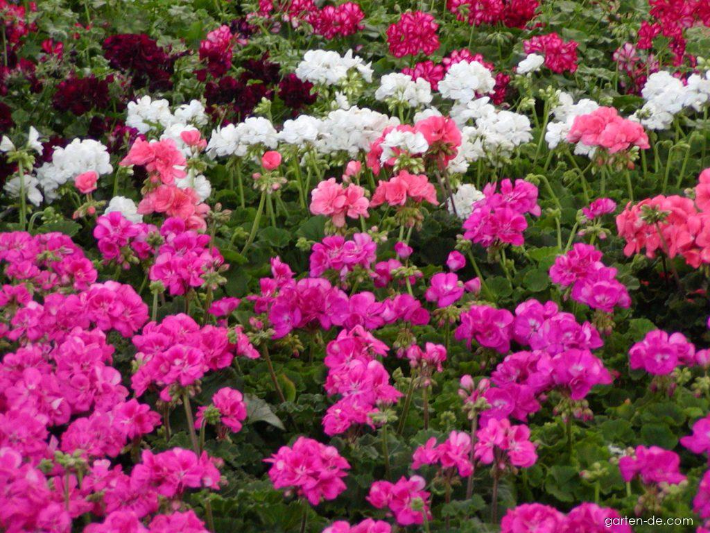 Pelargonium zonale (Pelargonie) Pelargonium zonale (Pelargonie)