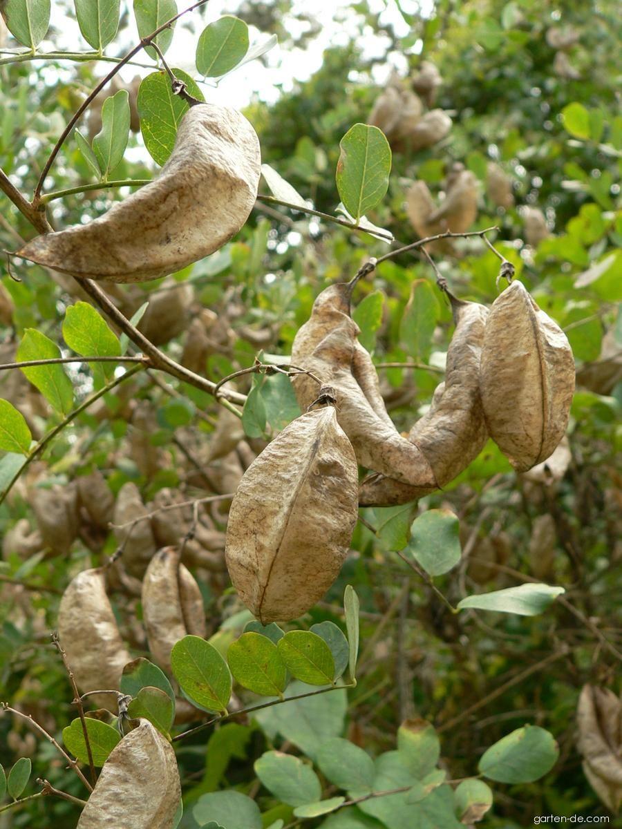 Colutea arborescens L. (Gewöhnlicher Blasenstrauch) Colutea arborescens L. (Gewöhnlicher Blasenstrauch)