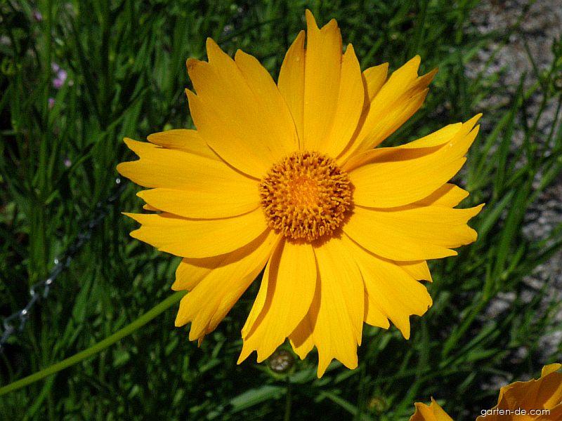 Gaillardia aristata PURSH. (Kokardenblume) Gaillardia aristata PURSH. (Kokardenblume)