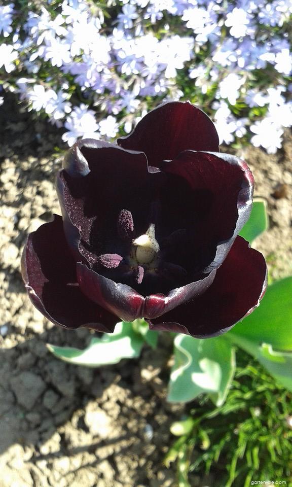 Tulipa Queen of Night (Tulpe) Tulipa Queen of Night (Tulpe)