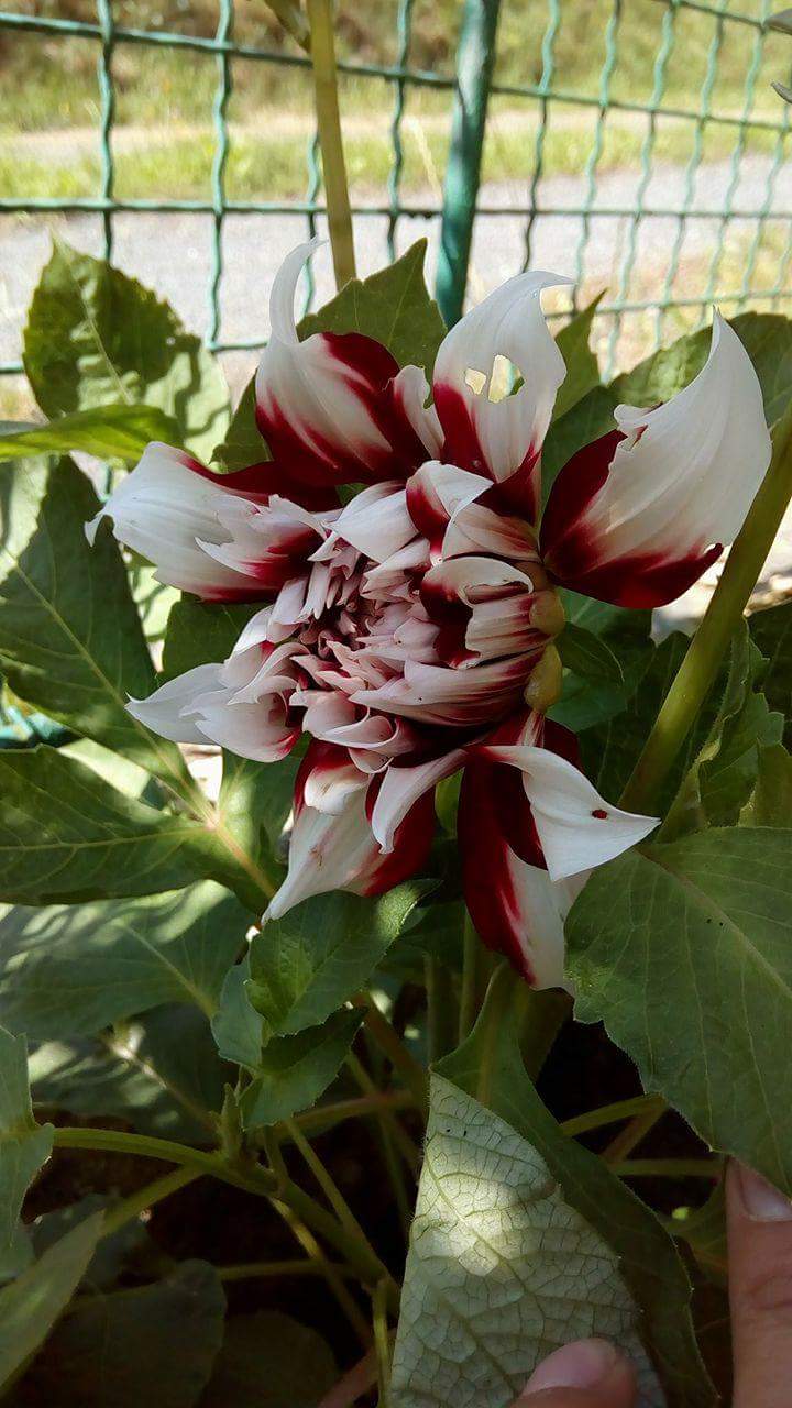 Dahlia Tartan (Garten-Dahlie) Dahlia Tartan (Garten-Dahlie)