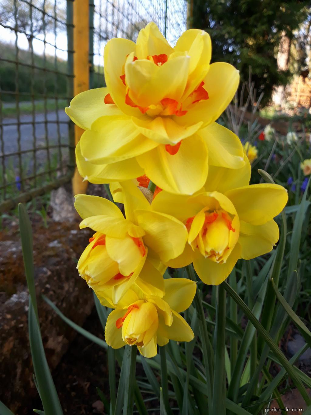 Narcissus Tahiti (Narzisse) Narcissus Tahiti (Narzisse)