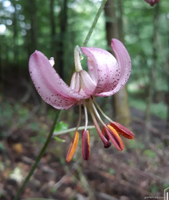 Lilium martagon L. (Türkenbundlilie) Lilium martagon L. (Türkenbundlilie)