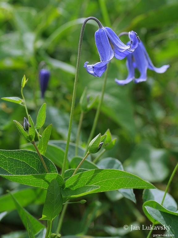 Clematis integrifolia L. (Ganzblättrige) Clematis integrifolia L. (Ganzblättrige)