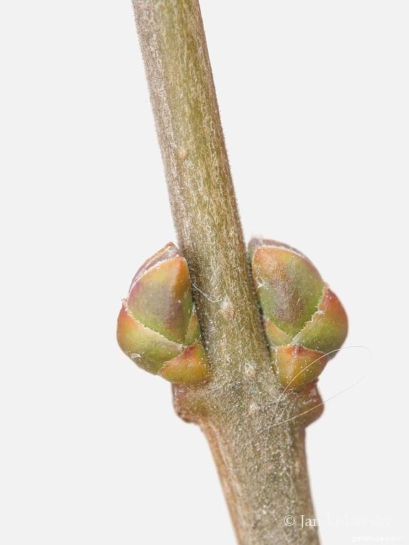 Ligustrum vulgare L. (Heimischer Liguster) Ligustrum vulgare L. (Heimischer Liguster)