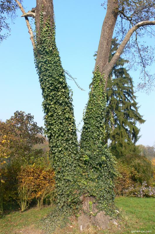 Hedera helix L. (Efeu) Hedera helix L. (Efeu)