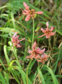 Lilie zlatohlavá (Lilium martagon)