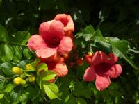 Křivouš kořenující (Campsis radicans)