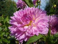 Jiřinka (Dahlia)