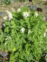 Srdcovka drobnokvětá 'Alba' (Dicentra eximia)