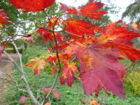 Acer palmatum   Fächerahorn Blätter - Herbst