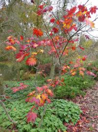 Acer palmatum   Fächerahorn Pflanze