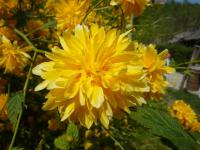 Zákula japonská plnokvětá (Kerria japonica)