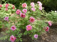 Pivoňka keřovitá (Paeonia suffruticosa)